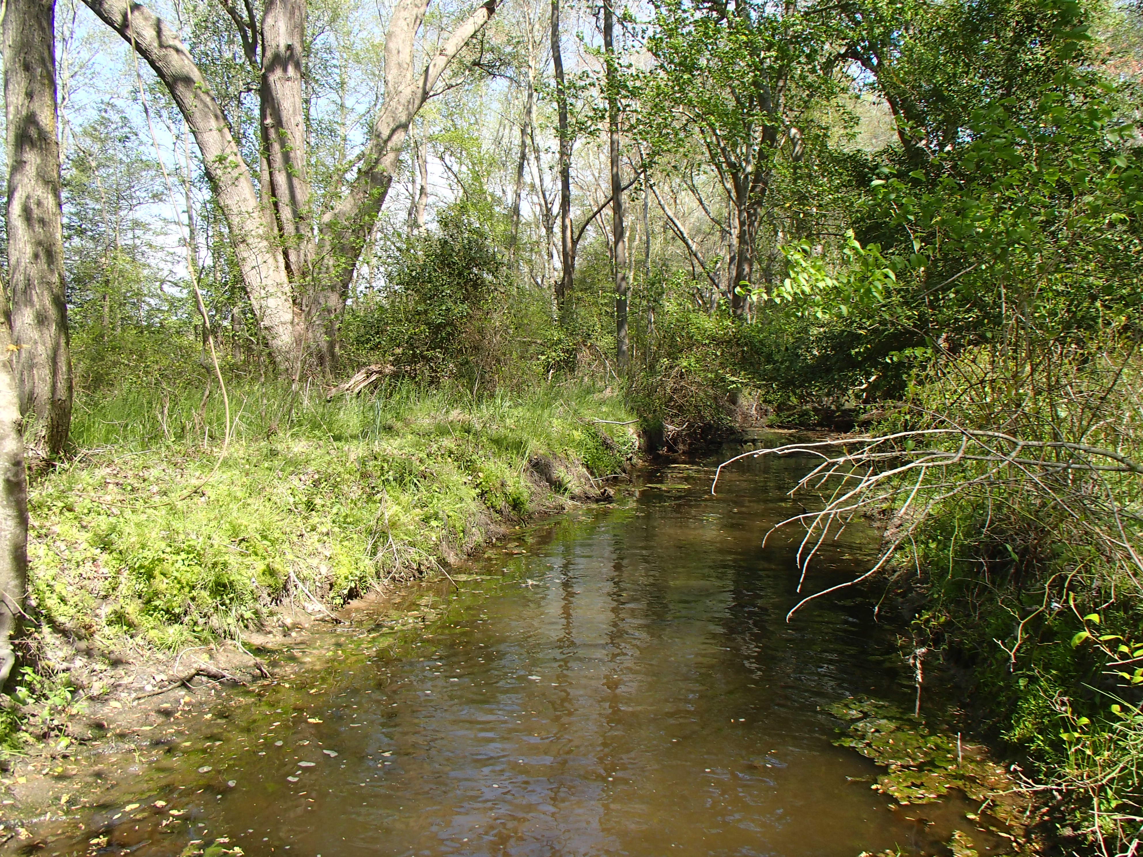 Field photo showing stream conditions at site LOPC-110-R-2016_Midpoint looking downstream